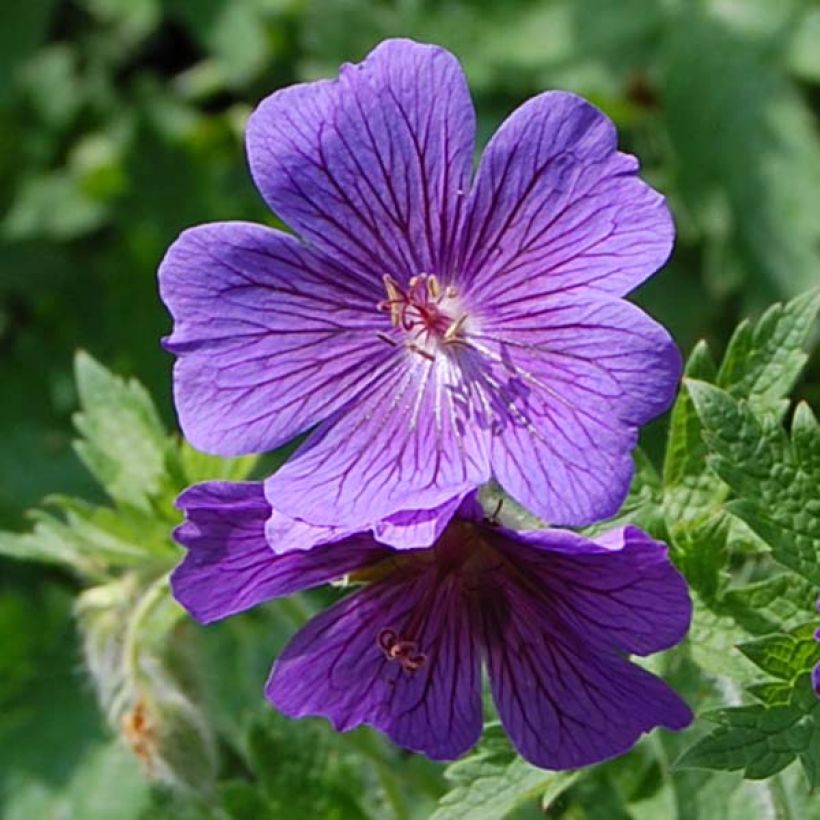Geranium magnificum - Ooievaarsbek (Bloei)