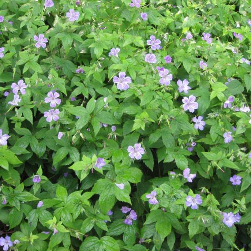 Geranium nodosum - Ooievaarsbek (Groeiplaats)