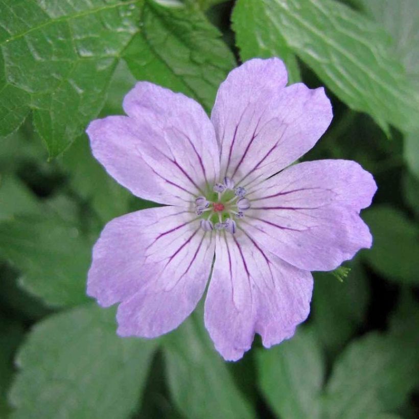 Geranium nodosum Simon - Ooievaarsbek (Bloei)