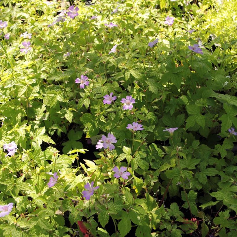 Geranium nodosum Simon - Ooievaarsbek (Groeiplaats)