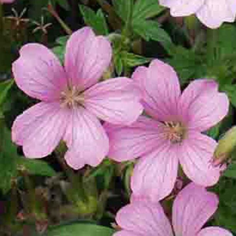 Geranium oxonianum Hollywood - Ooievaarsbek (Flowering)