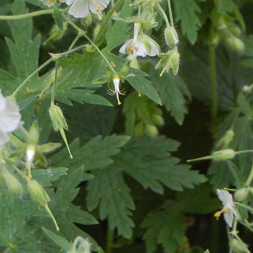 Geranium phaeum Album - Donkere ooievaarsbek (Blad)