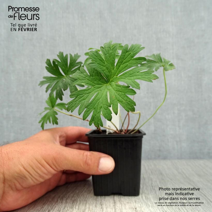 Exemplaar van Geranium pratense Else Lacey - Beemdooievaarsbek Kweekpotje van 8/9 cm zoals geleverd in de herfst