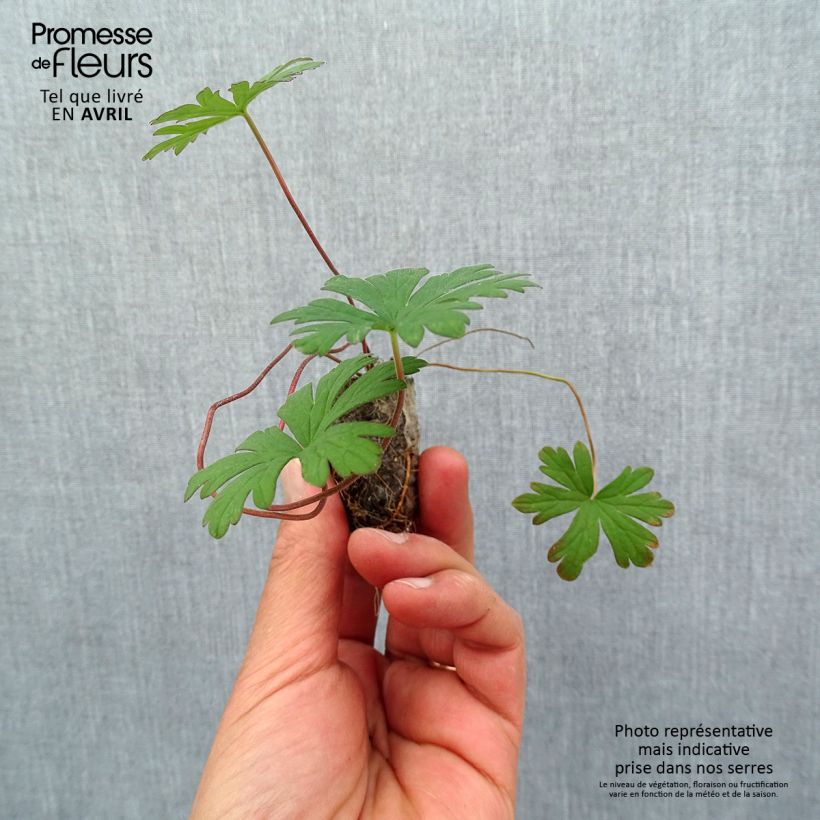 Exemplaar van Geranium pratense Else Lacey - Beemdooievaarsbek Mini-mot Ø 1,5/2,5 cm zoals geleverd in de lente