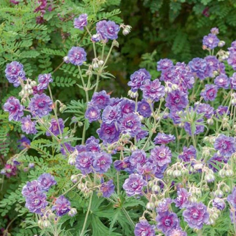 Geranium himalayense Plenum - Ooievaarsbek (Groeiplaats)