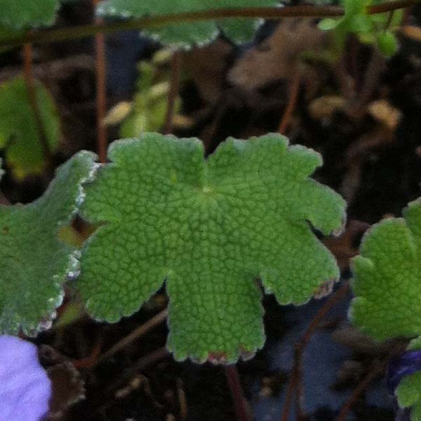 Geranium renardii Tcschelda - Kaukasische ooievaarsbek (Blad)