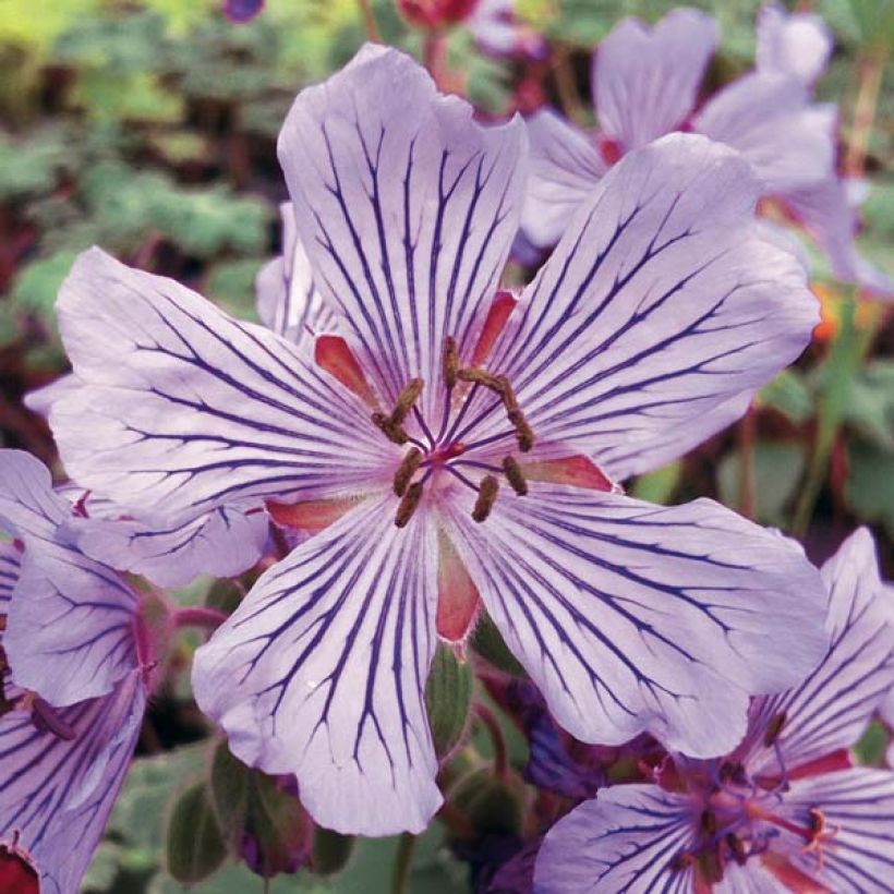 Geranium renardii Tcschelda - Kaukasische ooievaarsbek (Bloei)