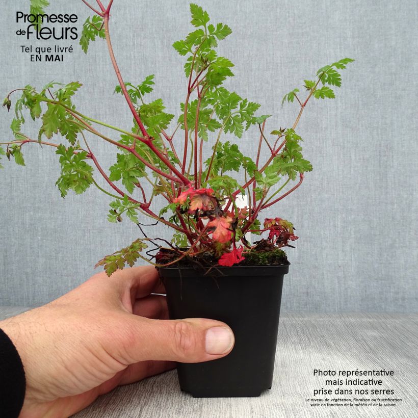 Exemplaar van Geranium robertianum - Robertskruid Kweekpotje van 8/9 cm zoals geleverd in de lente