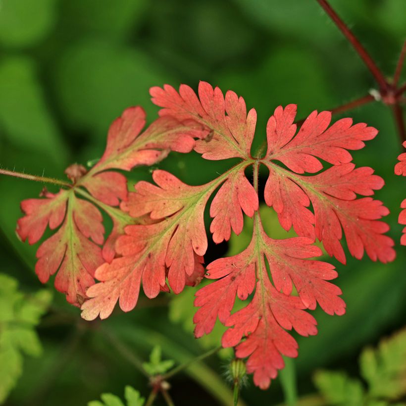 Geranium robertianum - Robertskruid (Blad)