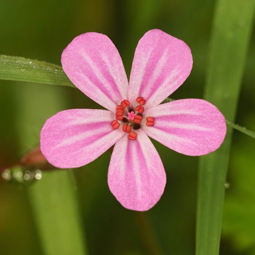 Geranium robertianum - Robertskruid (Bloei)