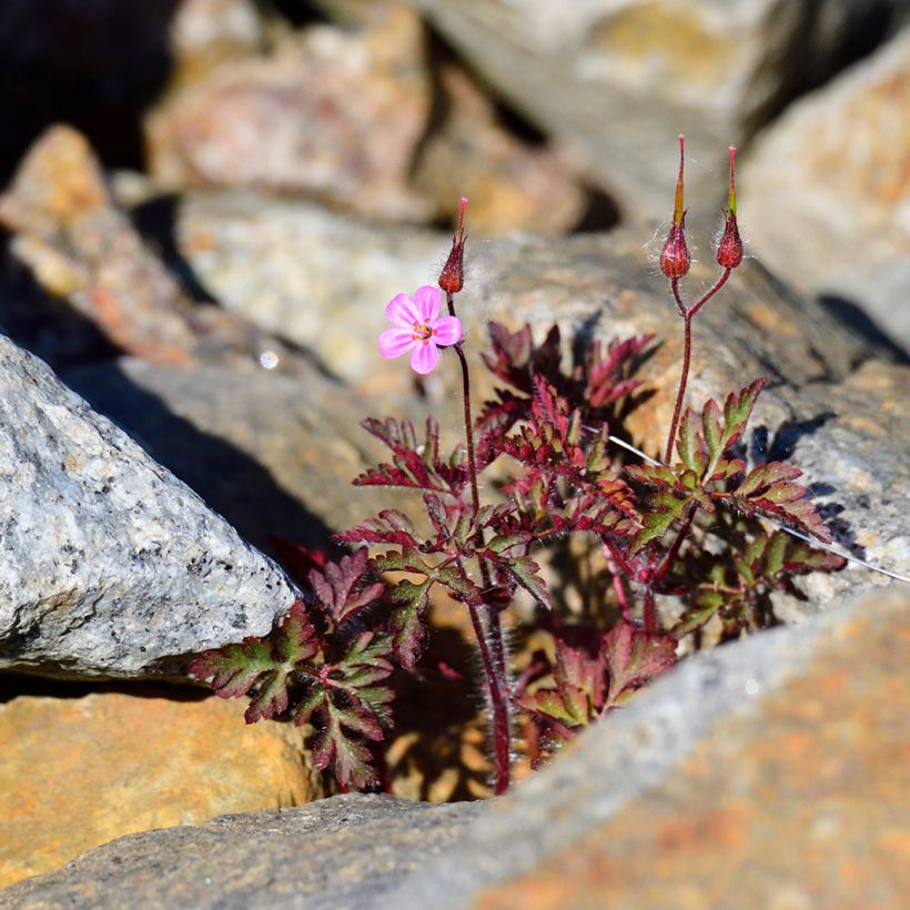 Geranium robertianum - Robertskruid (Groeiplaats)