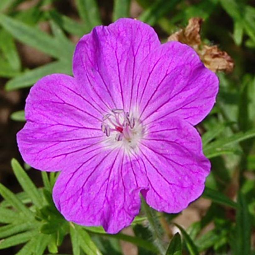 Geranium sanguineum - Bloedooievaarsbek (Bloei)