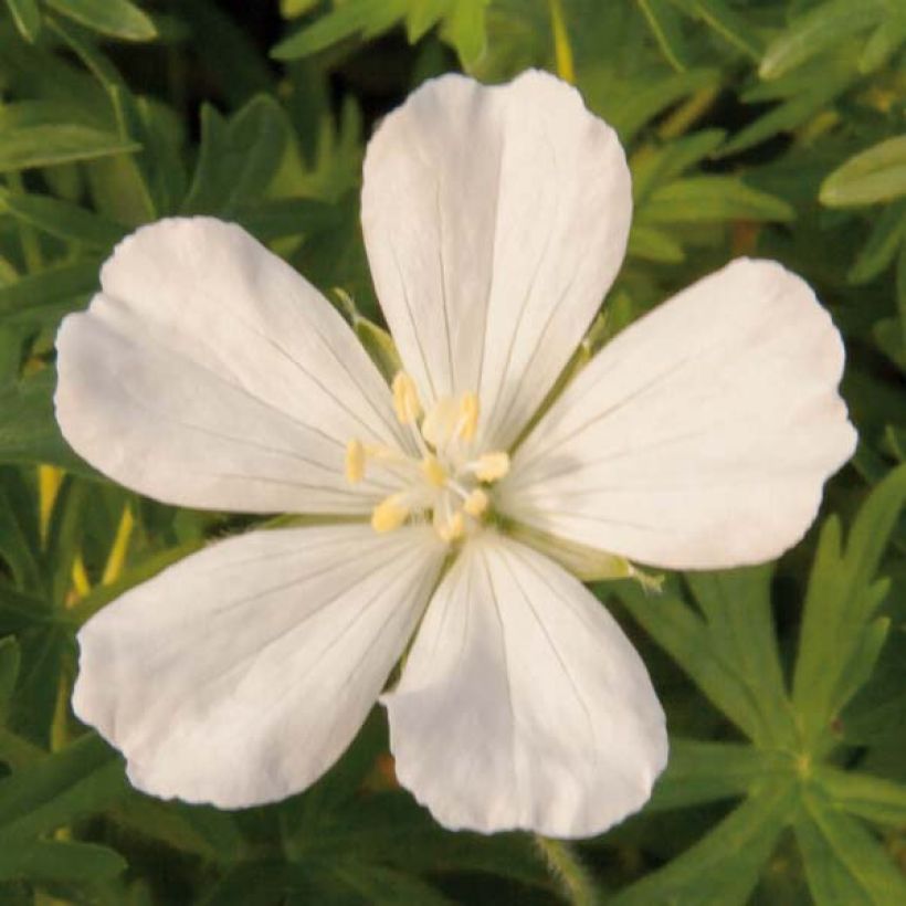 Geranium sanguineum Album - Bloedooievaarsbek (Bloei)