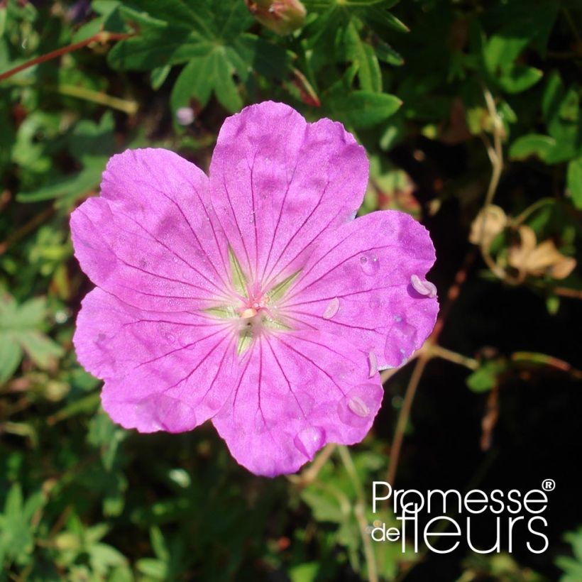 Geranium sanguineum Aviemore - Bloedooievaarsbek (Flowering)