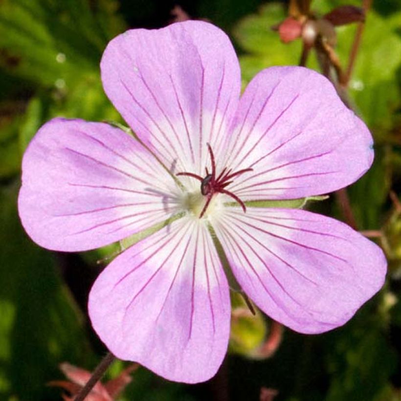 Geranium Silvias Surprise - Ooievaarsbek (Bloei)
