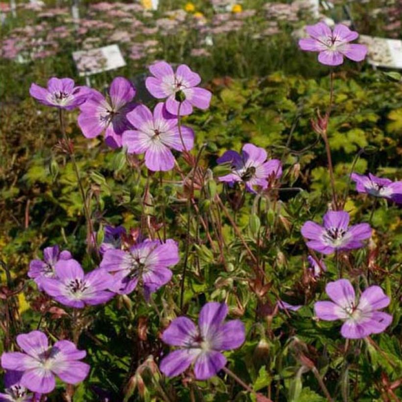 Geranium Silvias Surprise - Ooievaarsbek (Groeiplaats)