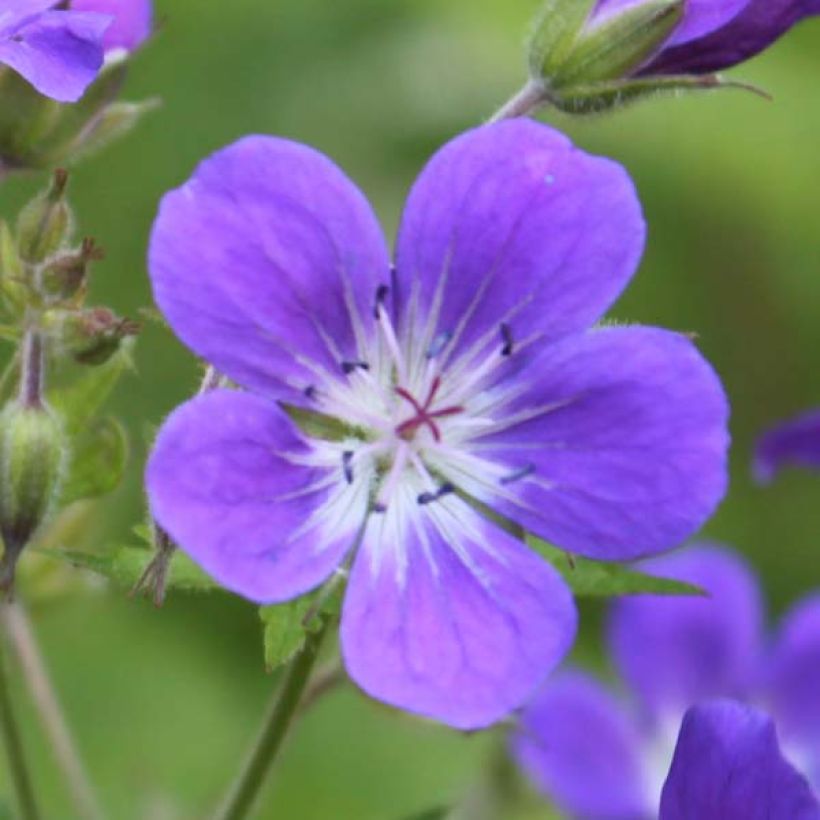 Geranium sylvaticum Ice Blue - Bosooievaarsbek (Bloei)