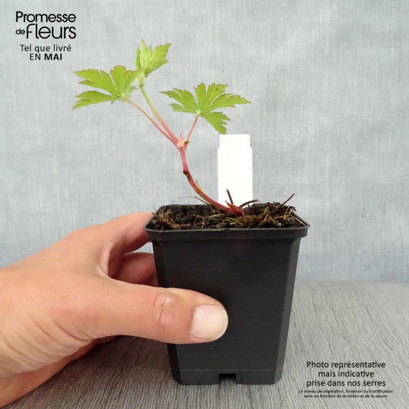 Exemplaar van Geranium Ann Folkard - Ooievaarsbek Kweekpotje van 8/9 cm zoals geleverd in de lente