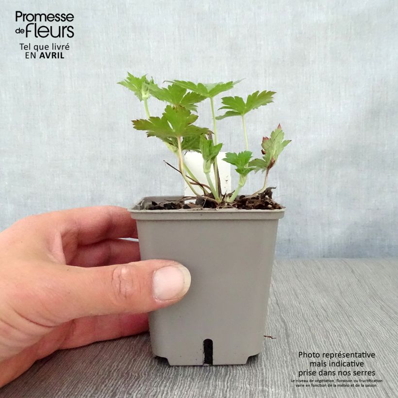 Exemplaar van Geranium Anne Thomson - Ooievaarsbek Kweekpotje van 8/9 cm zoals geleverd in de lente