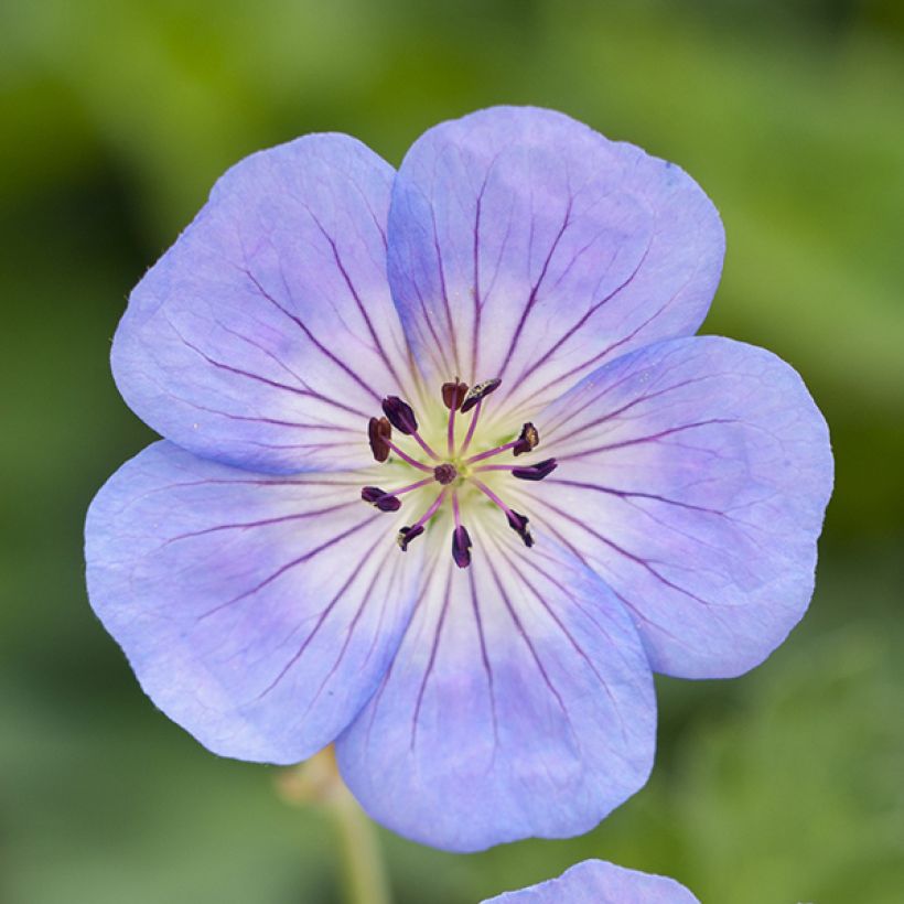 Geranium wallichianum Azure Rush - Ooievaarsbek (Bloei)