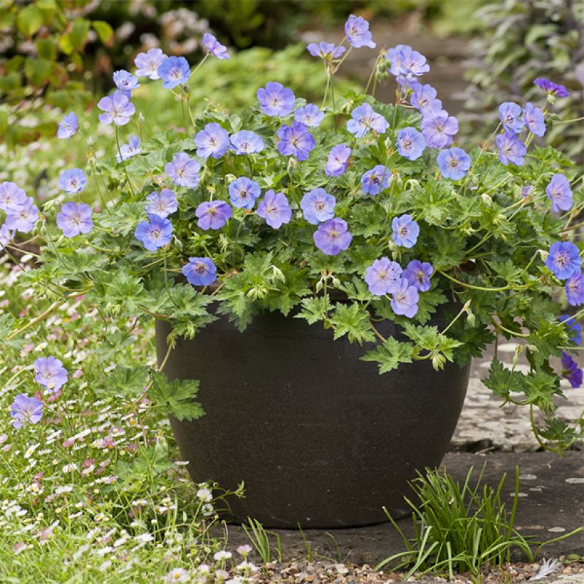 Geranium wallichianum Azure Rush - Ooievaarsbek (Groeiplaats)
