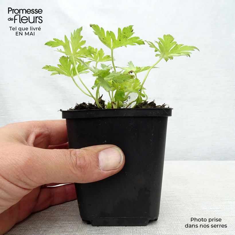 Exemplaar van Geranium Blue Sunrise - Ooievaarsbek Kweekpotje van 8/9 cm zoals geleverd in de lente