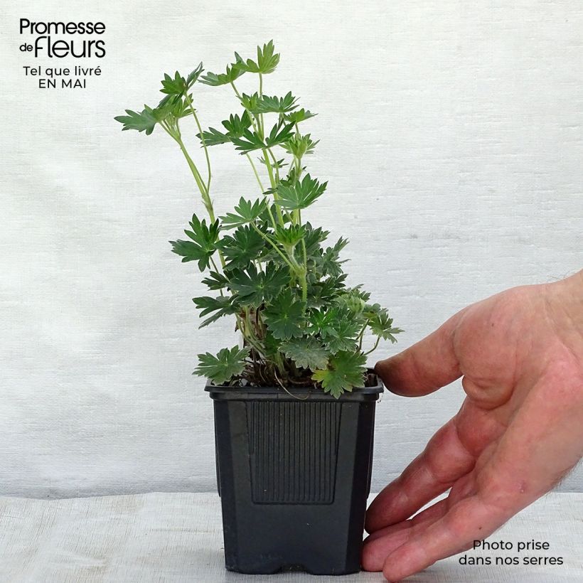 Exemplaar van Geranium sanguineum Blushing Turtle - Bloedooievaarsbek Kweekpotje van 8/9 cm zoals geleverd in de lente