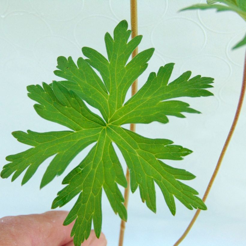 Geranium Brookside - Ooievaarsbek (Blad)