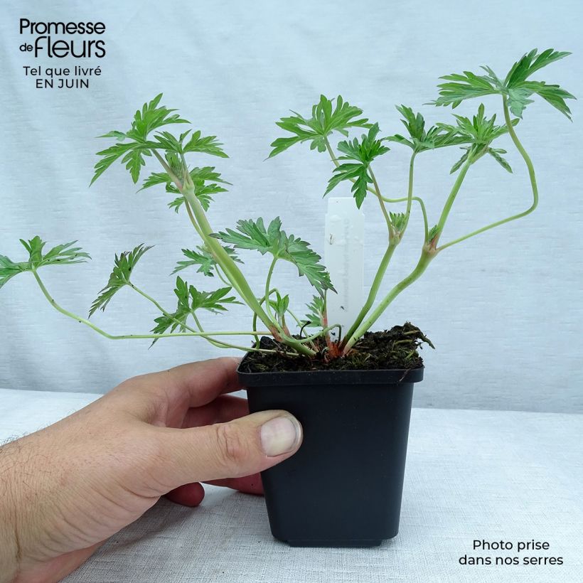 Exemplaar van Geranium Brookside - Ooievaarsbek Kweekpotje van 8/9 cm zoals geleverd in de zomer