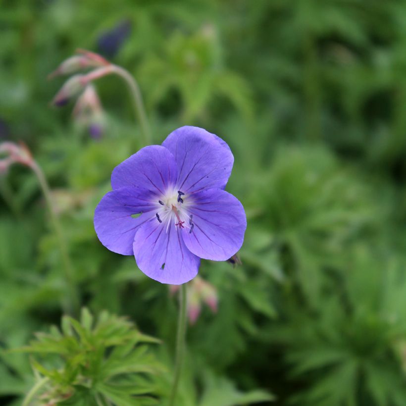 Geranium Brookside - Ooievaarsbek (Bloei)