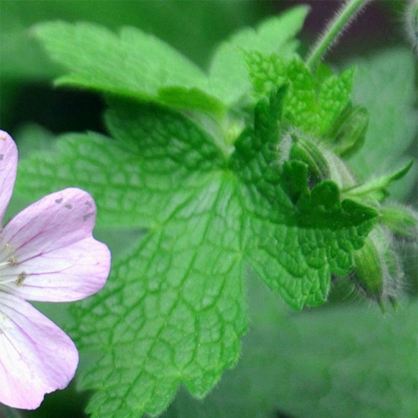 Geranium Chantilly - Ooievaarsbek (Blad)