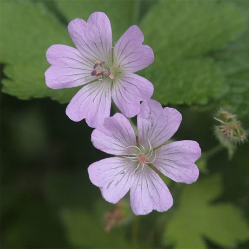 Geranium Chantilly - Ooievaarsbek (Bloei)