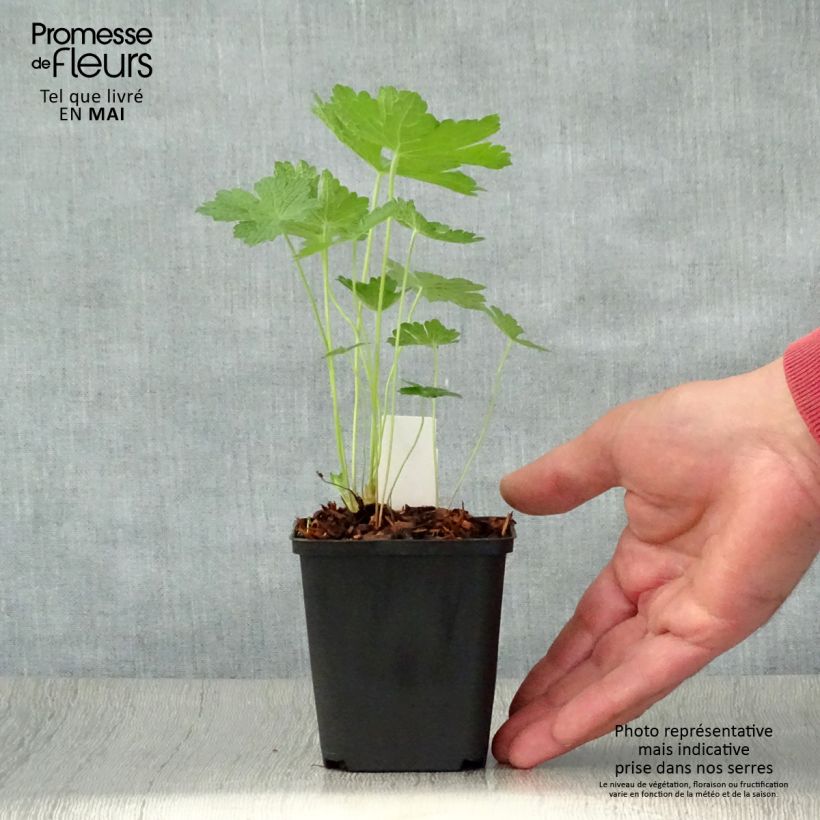 Exemplaar van Geranium Chantilly - Ooievaarsbek Kweekpotje van 8/9 cm zoals geleverd in de lente