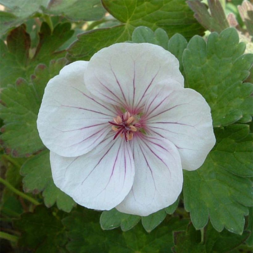 Geranium Coombland White - Ooievaarsbek (Bloei)