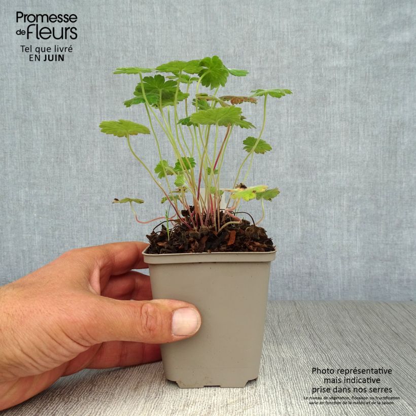 Exemplaar van Geranium Coombland White - Ooievaarsbek Kweekpotje van 8/9 cm zoals geleverd in de zomer