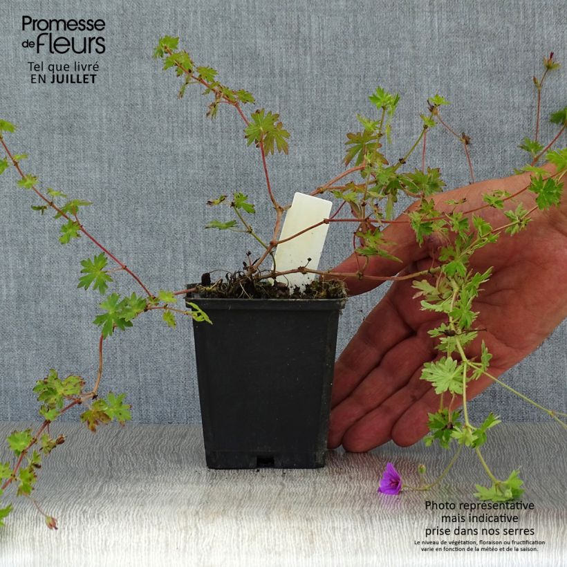 Exemplaar van Geranium Dilys - Ooievaarsbek Kweekpotje van 8/9 cm zoals geleverd in de zomer