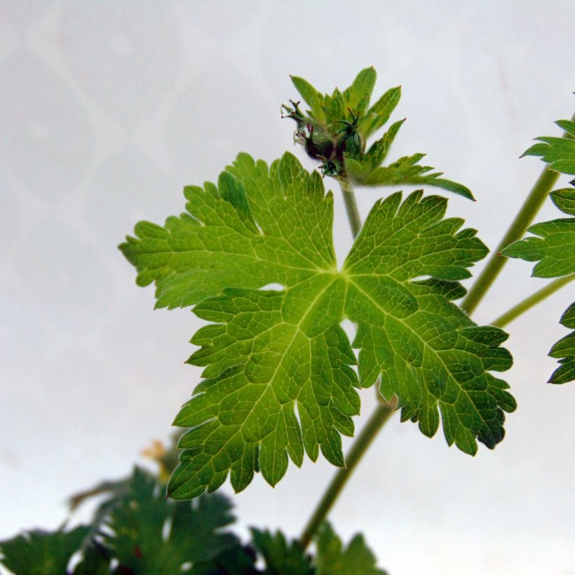Geranium Dragon Heart - Ooievaarsbek (Blad)