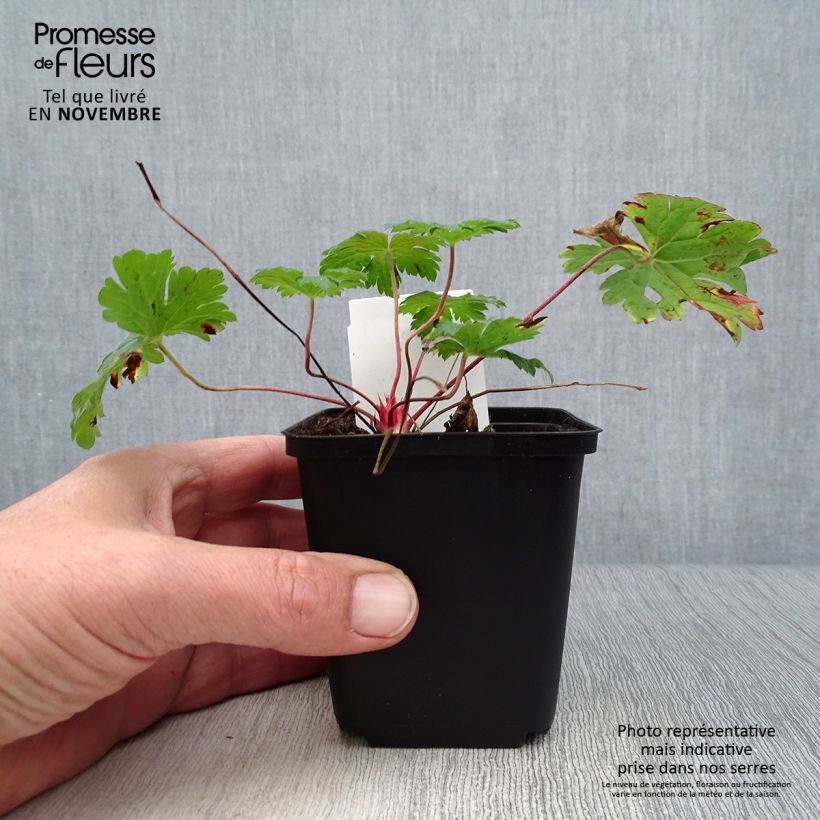 Exemplaar van Geranium Dragon Heart - Ooievaarsbek Kweekpotje van 8/9 cm zoals geleverd in de herfst