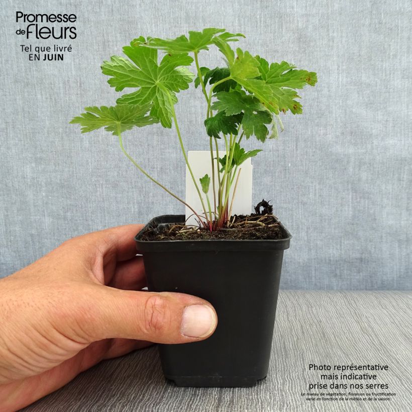 Exemplaar van Geranium Dragon Heart - Ooievaarsbek Kweekpotje van 8/9 cm zoals geleverd in de zomer
