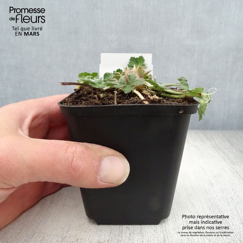 Example of Geranium Dreamland - Ooievaarsbek Kweekpotje van 8/9 cm as you get in printemps