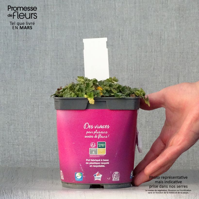 Exemplaar van Geranium Dreamland - Ooievaarsbek Pot van 2 l/3 l zoals geleverd in de lente