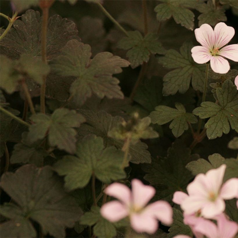 Geranium oxonianum Dusky Crug - Ooievaarsbek (Blad)