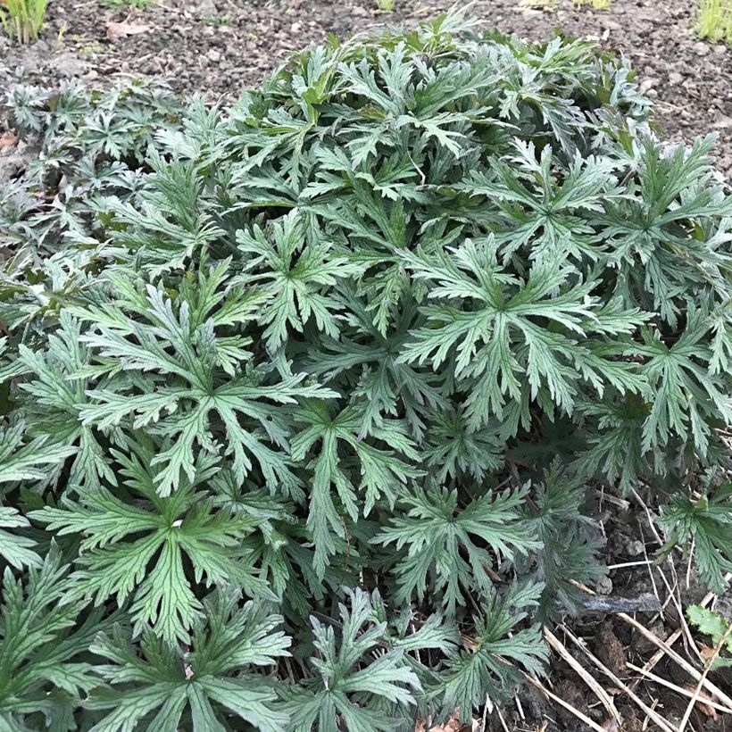 Geranium pratense Femme Fatale - Beemdooievaarsbek (Blad)