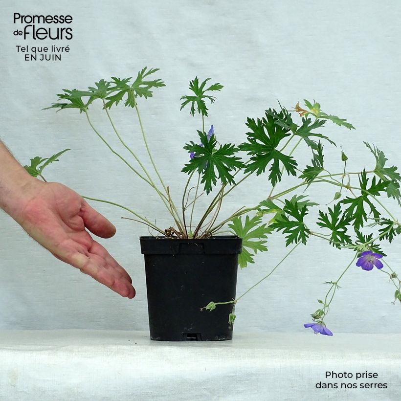 Exemplaar van Geranium Johnson's Blue - Ooievaarsbek Pot van 2 l/3 l zoals geleverd in de zomer