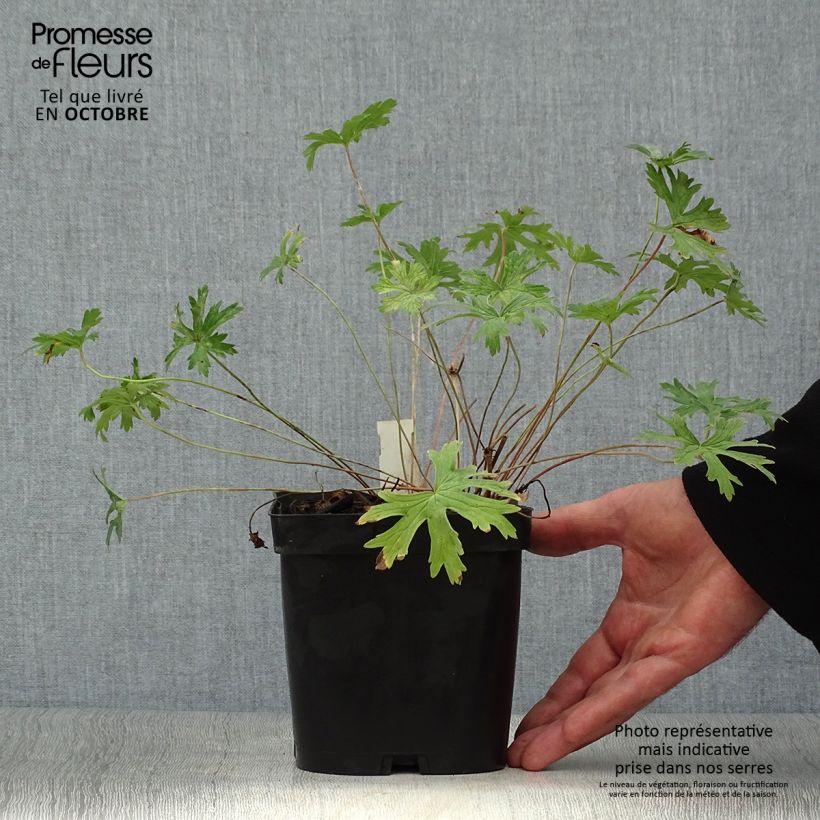 Exemplaar van Geranium Johnson's Blue - Ooievaarsbek Pot van 2 l/3 l zoals geleverd in de herfst