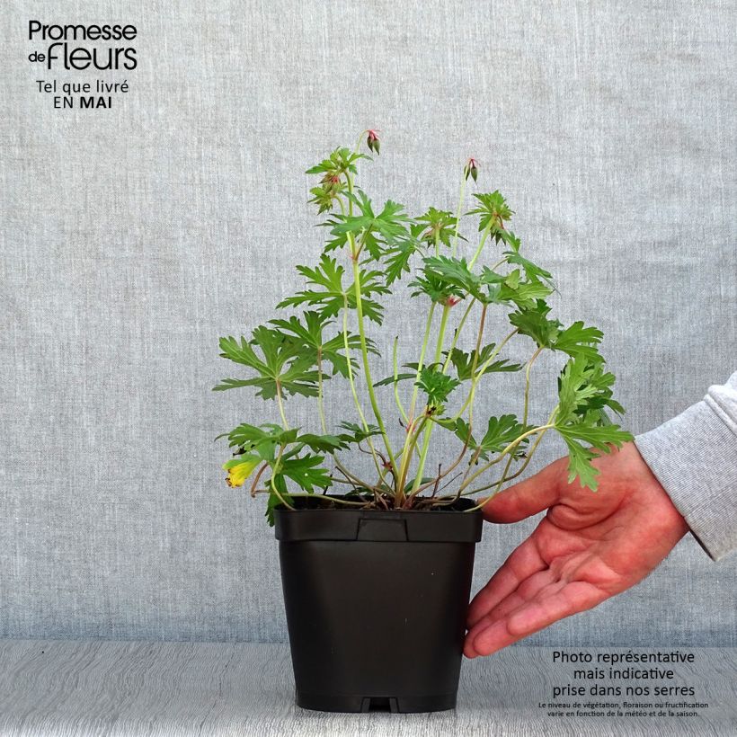 Exemplaar van Geranium Johnson's Blue - Ooievaarsbek Pot van 2 l/3 l zoals geleverd in de lente