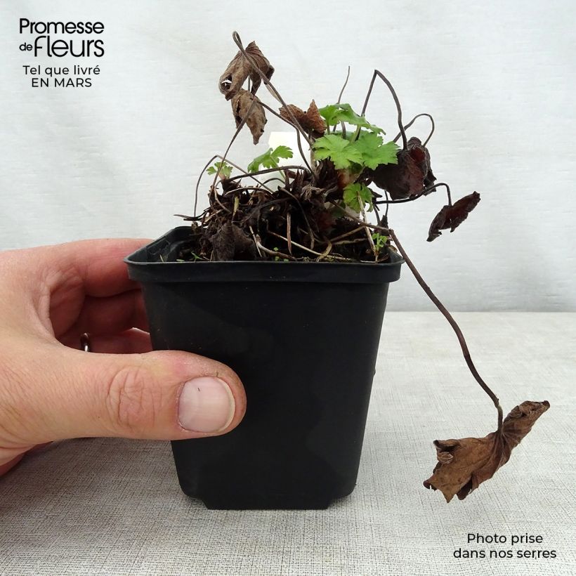 Exemplaar van Geranium Karen Wouters - Ooievaarsbek Kweekpotje van 8/9 cm zoals geleverd in de lente