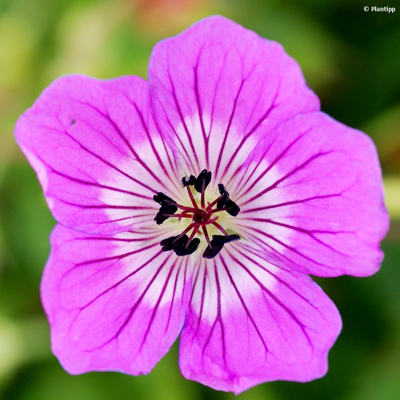 Geranium wallichianum Kelly-Anne - Ooievaarsbek (Bloei)