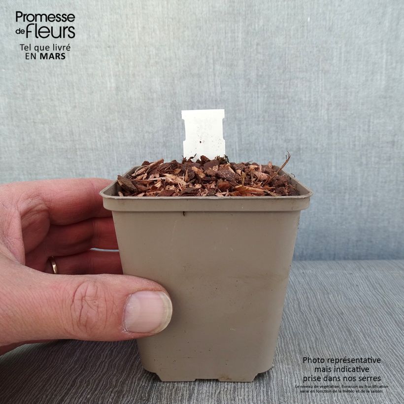 Exemplaar van Geranium wallichianum Kelly-Anne - Ooievaarsbek Kweekpotje van 8/9 cm zoals geleverd in de winter