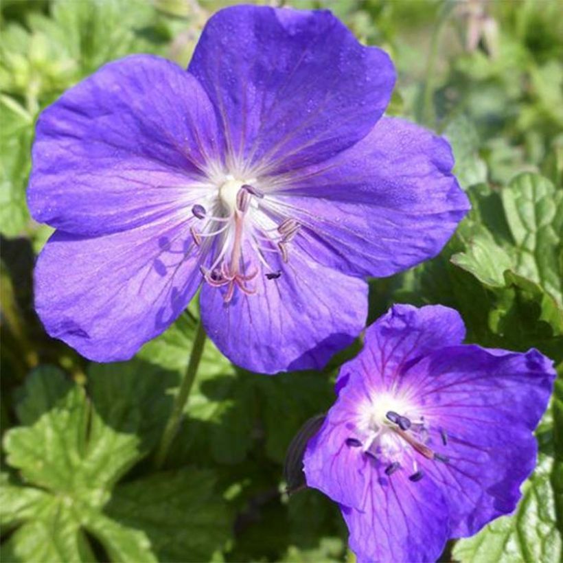 Geranium Lea  - Ooievaarsbek (Bloei)